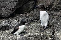 Regenpfeiferartige  Dank meines Teles kann ich nicht nur die Alke beim nachbarschaftlichen Zwiegespräch belauschen, man erhält auch eine gute Anschauung der Unterschiede zwischen den Arten. Sieht man Tordalke allein auf einem Felsen hockend, erscheinen sie aufgrund ihres etwas kompakteren Körperbaus massiger als die schlanken Trottellummen. Erst beim direkten Nebeneinander erkennt man, dass die Trottellumme in der Tat erheblich größer als ihr Gesprächspartner ist – und auch ein bißchen länger als die engere Verwandte, die Dickschnabellumme. Ebenfalls deutlich wird die hellere, bräunliche Befiederung der Trottellumme gegenüber der pechschwarzen Färbung des Tordalks.  Razorbill  (Alka torda)  Tordalk Common Murre or Common Guillemot  (Uria aalge)  Trottellumme