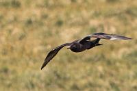 Spitzschwanzschmarotzer  Wenig später haben wir die Spitze der Halbinsel umrundet, es bleibt sonnig und schön, auch die nächste 'versprochene' Seehundsbucht löst ihr Versprechen nicht ein, dafür werden wir auf ein paar Schmarotzerraubmöwen aufmerksam, die weitab der Straße durch die Luft schießen und sich immerhin gelegentlich mal auf dem Boden niederlassen. Vielleicht gelingt es mir ja hier, endlich mal ein Foto von den schnellen Fliegern zu bekommen. Obwohl ich mir den 1.4x Adapter zwischen Kamera und Objektiv geschraubt habe, ist die Jagd auf diese Vögel ein echtes Glückspiel. Sitzen sie, sind sie zu weit weg, fliegen sie, sind sie extrem schwierig zu erwischen.  Parasitic Jaeger or Parasitic Skua  (Stercorarius parasiticus)  Dark morph Schmarotzerraubmöwe