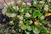 Statt Möwe  Nicht nur Touristen lockt der Vogelreichtum dieses Ortes an. Ganz oben beschäftigen sich im Gras drei Ornithologen (oder zwei mit einer Hilfskraft? :-) ausgiebig mit einer Dreizehenmöwe, putzen und glätten unermüdlich mit einem Lappen das Gefieder und es wird auch nach längerem Beobachten nicht klar, ob die Möwe verwundet ist, oder ein Jungvogel, der vermessen und beringt werden soll.  Auf Dauer sind die Klippen mit den Unmengen an verschiedenen Seevögeln aber interessanter und auch dem blühenden Bewuchs soll ein wenig Aufmerksamkeit zuteil werden.  (Common) Scurvygrass or Spoonwort  (Cochlearia officinalis)  Echtes Löffelkraut