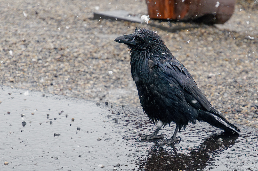 Ähnlich bedröppelt...