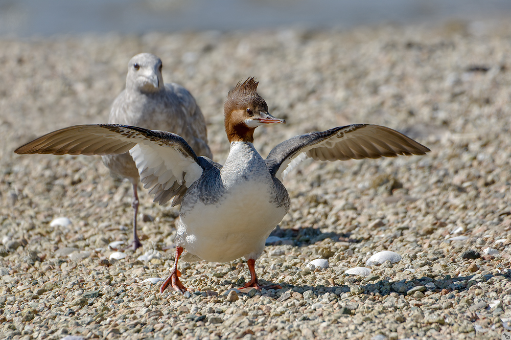 Die müssen doch zu ärgern sein...