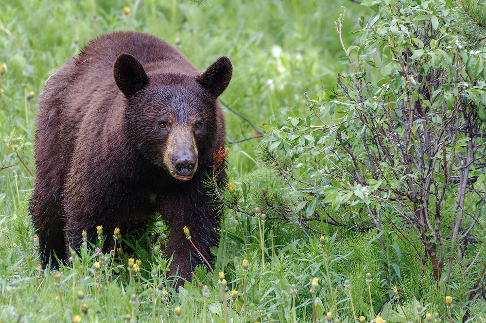 Eher braun als schwarz...