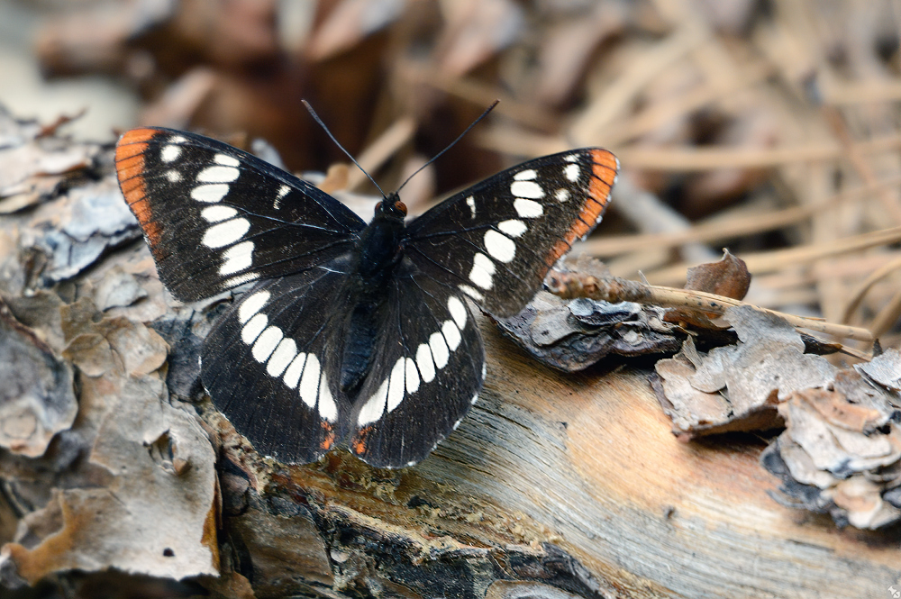 Ein Admiral gibt sich die Ehre