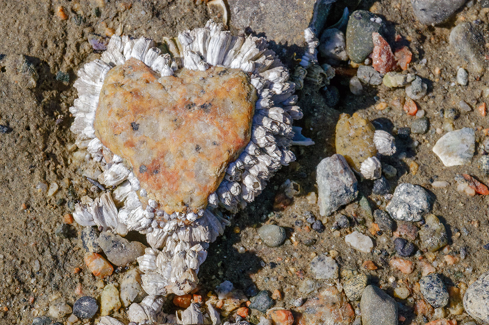 Ein Herz für Seepocken