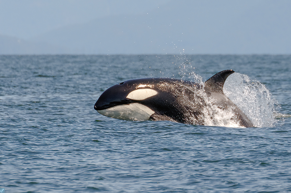 Ein weit entfernter Sprung