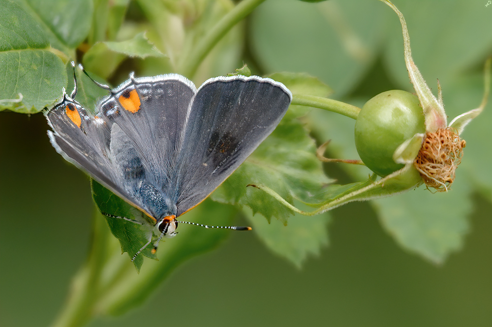 Eine graue Haarsträhne