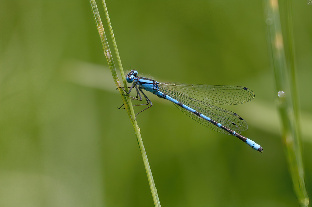 Eine kanadische Jungfer