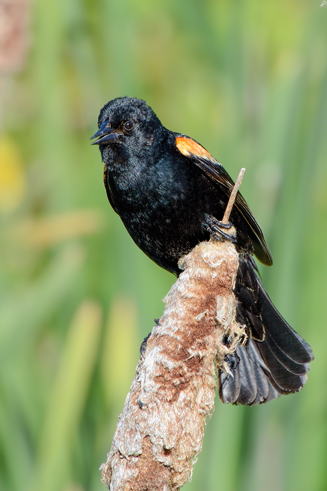 Ge'twitter' am Strand