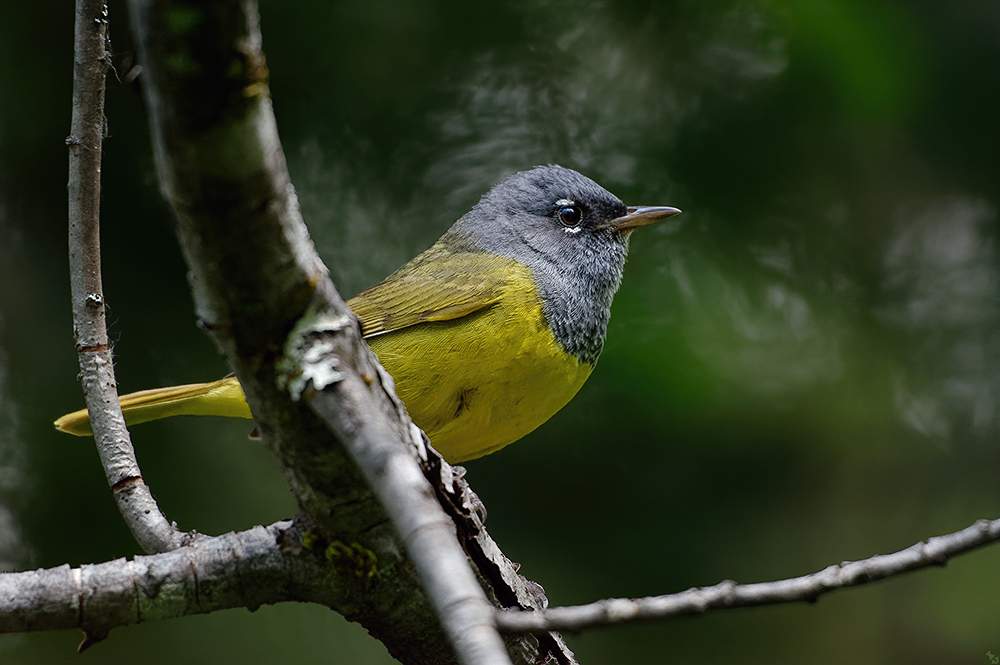 Im Dickicht zu Hause