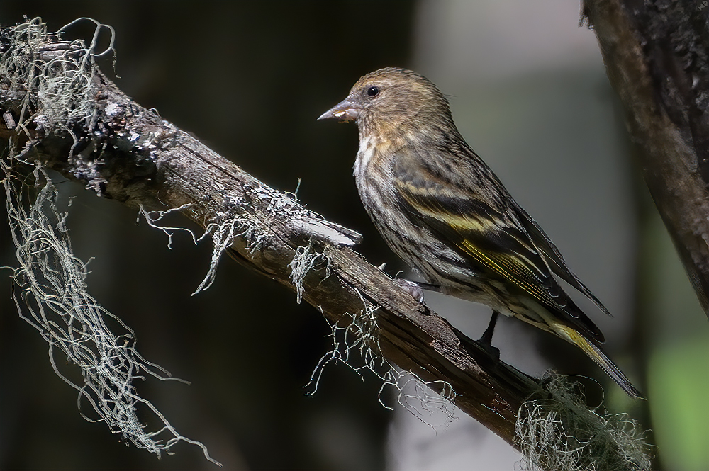 In schwindelnden Höhen!