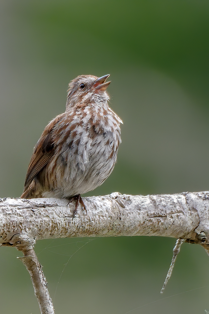 Kein Glück mit 'loops'