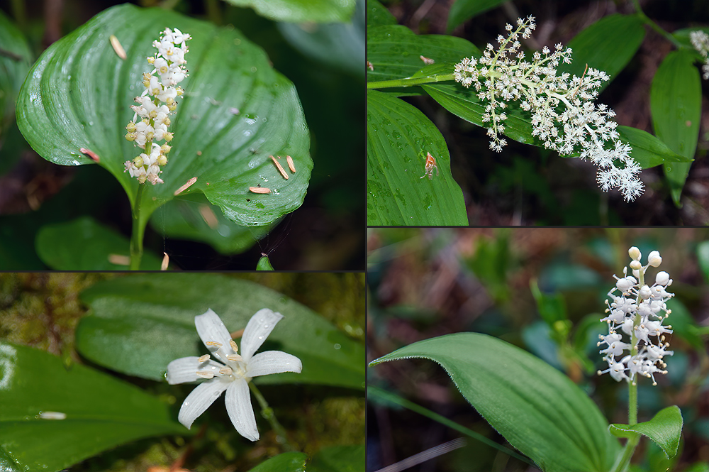 Maianthemum Sortiment