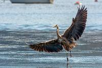 1a Haltungsnote  Es ist erst 10:30 Uhr und weil wir noch eine Menge Zeit haben, schlendern wir bei strahlendem Sonnenschein die Ladenzeile entlang, amüsieren uns über den angebotenen Nippes der Souveniershops, studieren die kulinarischen Angebote der zahlreichen Restaurants und werfen gelegentliche Blicke durch Lücken der Uferbebauung auf die vorgelagerten Anlegestege, zwischen denen einige der überall herumschwebenden Kanadareiher akrobatische Landungen vollführen.   Great Blue Heron  (Ardea herodias fannini)  Kanadareiher : Great Blue Heron, Ardea herodias fannini, Kanadareiher