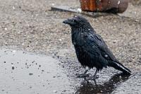 Ähnlich bedröppelt...  ...wie dieser Kolkrabe schauen wohl auch wir aus der Wäsche, als wir an einem Lookout anhalten, um das einmalige Bergpanorama zu genießen.   Common Raven  (Corvus corax)  Kolkrabe : Common Raven, Corvus corax, Kolkrabe