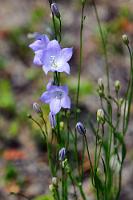 Anspruchslos  Von der reichhaltigen Tierwelt bekommen wir außer einem einsamen Waldsänger nichts zu sehen, Blütenpflanzen sind auch rar – es dominieren Flechten und an den kargen Sandboden angepaßte Kräuter. Selbst die Bäume haben in dieser extrem trockenen Landschaft schwer zu kämpfen und bilden an Dünenhügeln grauschwarz vertrocknete Ansammlungen unentwirrbarer Baumgerippe.   Common Harebell  (Campanula rotundifolia)  Rundblättrige Glockenblume : Common Harebell, Campanula rotundifolia, Rundblättrige Glockenblume