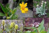 Arnika & Co.  Nachdem wir auch noch ein paar typische Pflanzen der "Alpine Meadows" dokumentiert haben, machen wir uns auf den Rückweg. Obwohl der Camper bergab fast nichts verbraucht, hat die Auffahrt auf den Berg doch mehr Benzin geschluckt als gedacht. Wenn wir morgen noch nach Hope kommen wollen, kann es knapp werden – Tankstellen gibt es bis dahin nicht mehr! Wir erinnern uns, auf dem Hinweg vor nicht allzu langer Zeit noch an einer ESSO vorbeigekommen zu sein und entschließen uns, noch mal auf dem HWY 3 zurück zu fahren. 20 km später ist der Tank wieder randvoll, wir belohnen unsere Voraussicht mit zwei "Magnums", und die Tankwartin quittiert Marens Kreditkartenzahlung (diesmal im Shop) mit einem freundlichen: "...have a wonderful day, Love!". Nun kann nichts mehr schiefgehen.   oben links: Alpine Arnica  (Arnica angustifolia)  Arnika |oben rechts: Showy Pussytoes  (Antennaria pulcherrima)   unten links: Grand Coulee Owl-clover  (Orthocarpus barbatus  | unten rechts: Sitka Valerian  (Valeriana sitchensis)  Sitka Baldrian : Sitka Valerian, Valeriana sitchensis, Sitka Baldrian