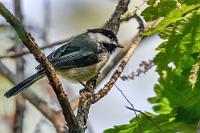 Auch 'ne Meise  Am nächsten Morgen machen wir nach dem Frühstück nochmals einen Spaziergang hinunter zum See. Wir haben gestern nachmittag ein paar schnelle Erdhörnchen davonflitzen sehen und hoffen, heute morgen vor der Weiterreise noch ein paar davon mit der Kamera zu erwischen. Neben dem Weg toben ein paar Vögelchen durch die Büsche, die zu unserer Überraschung fast wie Kohlmeisen aussehen. Sind zwar keine, aber immerhin eng verwandt.   Black-Capped Chickadee  (Poecile atricapillus)  Schwarzkopfmeise : Black-Capped Chickadee, Poecile atricapillus, Schwarzkopfmeise