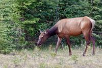 Auf Kräutersuche  Unsere Stellplatznachbarn haben die umgekehrte Tour gemacht und kamen gerade aus dem Jasper NP, wo es ihnen nicht gelang, einen freien Campground zu finden, wie sie uns gestern erzählten. Gut, dass wir vorgesorgt und uns für heute abend einen Platz etwas außerhalb des Parks in Jasper Gates reserviert haben. Zuerst statten wir aber Jasper selbst einen Kurzbesuch ab, denn wir haben locker geplant, hier bei einem Veranstalter eine Gletscherwanderung für einen der nächsten Tage zu buchen. Leider ist an der angebenen Adresse in Jaspers Connaught Dr nur ein Kino zu finden, auch Alternativ-Veranstalter lassen sich auf die Schnelle nicht ausmachen. Unsere Entscheidung, dann eben von dem Vorhaben abzulassen und stattdessen mit dem Jasper SkyTram auf den Whistlers Peak (nicht Whistler Mountain! Der liegt bei Whistler!) hochzufahren, wird zudem mit der Sichtung einer Hirschkuh an der Zufahrt zur Seilbahn belohnt.   Wapiti  (Cervus canadensis)  female Wapitihirsch : White Tailed Deer, Odocoileus virginianus, Weißwedelhirsch