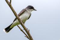 Bird Sanctuary  Es ist gerade erst 14 Uhr und noch zu früh, um unseren heutigen Campground in Oliver anzulaufen, einem Ort 15 km weiter nördlich am HWY 97 gelegen. Auf Maps.me schiebe ich ein wenig mit der Karte umher und werde ein Stückchen weiter die Straße hoch aufmerksam auf den Eintrag "Vaseux Lake Bird Sanctuary". Das klingt interessant. Wir machen uns auf den Weg, vorbei an unendlichen Reihen von Rebstöcken, die zu Winzereien gehören, deren Werbeschilder stolz auf kürzlich gewonnene internationale Wein-Wettbewerbe verweisen. Weinland Kanada! Sachen gibt's.  Wir passieren unseren späteren Campingplatz in Oliver und sind ein wenig enttäuscht. Direkt an der Hauptstraße gelegen, macht die schmale Einfahrt zwischen einem 'Food Mart' und einem Gebrauchtwagenhändler nicht gerade einen einladenden Eindruck.   Eastern Kingbird  (Tyrannus tyrannus)  Königstyrann : Eastern Kingbird, Tyrannus tyrannus, Königstyrann
