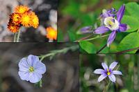 Blütenreich  Wir können um diese Jahreszeit zwar nicht Zeugen der sicherlich reizvollen Rückkehr der Lachse im Spätsommer werden, mit womöglich spektakulären Fotos von fischfangenden Bären. Dafür entschädigt uns der beginnende kanadische Frühling mit einer geradezu überwältigenden Anzahl an unterschiedlichen Blütenpflanzen, die uns wieder einmal deutlich machen, wie viele dieser ehedem auch bei uns heimisch gewesenen Pflanzen der dichten Besiedlung und der exzessiven landwirtschaftlichen Nutzung zum Opfer gefallen sind.   oben links: Orange-red King Devil  (Hieracium aurantiacum)  Orangerotes Habichtskraut | oben rechts: Blue Columbine  (Aquilegia brevistyla)  Blaue Akelei  unten links: Common Flax  (Linum usitatissimum)  Flachs | unten rechts: Mountain Blue-eyed-grass  (Sisyrinchium montanum) : Orange-red King Devil, Hieracium aurantiacum, Orangerotes Habichtskraut