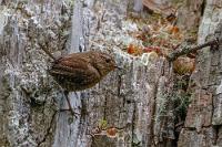 Combers Beach Trail  Immerhin bietet der Rückweg vom Strand mit seinem satten Bewuchs und den meist unsichtbar tschilpenden Vögeln genügend Abwechslung. Der nasse, tropfende Urwald fasziniert uns und der urtümliche Bewuchs mit großen Beständen saftigen Schachtelhalms beschwört archaische Zeiten herauf. Wir machen Fotos und lassen uns Zeit. Ob der in zwanzig Metern Entfernung an einem Baumstumpf  herumturnende winzige Vogel überhaupt ein verwertbares Motiv abwirft, wird erst die häusliche Entwicklung zeigen Na ja, geht grade noch...  Pacific Wren  (Troglodytes pacificus)  Pazifischer Zaunkönig : Pacific Wren, Troglodytes pacificus, Pazifischer Zaunkönig