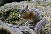 Das Kleinste von allen  Die relativ dünn besiedelte Gegend zwischen der Sunshine Coast und den weiter landeinwärts liegenden Coast Mountains ist ehemaliges Siedlungs- und Jagdgebiet der First Nations. Gekennzeichnet ist diese Klimazone durch den vorherrschenden gemäßigten Regenwald, der sich durch eine spezifische Tier- und Pflanzenwelt auszeichnet, zu der u.a. auch dieses entzückende kleine Streifenhörnchen gehört.   Least Chipmunk  (Neotamias  minimus)  Kleines Streifenhörnchen : Least Chipmunk, Neotamias  minimus, Kleines Streifenhörnchen