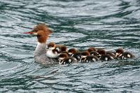 Das Mutterschiff  Während wir uns noch völlig begeistert von der Porcupine Sichtung auf den letzten Metern des Broken Bridge Trail befinden, donnert es ziemlich nahebei. Bei all der Aufregung – und abgeschirmt unter hohen Bäumen – haben wir gar nicht mitbekommen, dass schon wieder dichte Wolken aufgezogen sind. Es dauert auch nur noch Minuten, bis ein heftiger Gewitterguss herniederprasselt, den wir aber abwartend halbwegs trocken unter dem dichten Wegbewuchs überstehen. Von unserem Vorhaben, den "Meadows in the Sky Parkway"-Ausflug auch noch mit ein paar schönen Aufnahmen von den diversen Aussichtspunkten hinunter ins Tal und auf die umliegende Bergwelt anzureichern, müssen wir wetterbedingt leider Abstand nehmen. Inzwischen ist es alles wieder grau zugezogen.  Wir bekämpfen unseren Frust mit dem Naheliegendsten: Wir gehen Einkaufen in Revelstoke! Ausgestattet mit Süßigkeiten, abgepackten Cordon Bleus plus Appetizern wie Gürkchen und Oliven machen wir es uns auf unserem Luxus-Stellplatz gemütlich, hauen das Essen in die Pfanne und starren den Himmel böse an.   Common Merganser  (Mergus merganser americanus)  female Gänsesäger : Common Merganse, Mergus merganser americanus, Gänsesäger