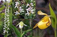 Das Orchideenpaket  Allein an diesem kurzen Weg blühen neben einigen anderen Pflanzen vier verschiedene Orchideenarten! Maren ist restlos begeistert, als sie eine nach der anderen entdeckt und identifiziert. Ein vorbeikommendes kanadisches Ehepaar, welches hier seinen Hund ausführt (merke: JEDER Kanadier hat mindestens einen Hund!) klärt uns darüber auf, dass es in diesem Jahr aufgrund der kalten Witterung einen sehr späten Frühlingsbeginn gegeben hätte, was für die immense Häufung jetzt gleichzeitig blühender Arten verantwortlich sei. Gut, dass wir nicht früher gereist sind!   links: Bog Candle, Tall White Bog Orchid, Fragrant White Rein Orchid  (Platanthera dilatata)  Waldhyazinthe | oben Mitte: Round-leaved Orchid  (Amerorchis rotundifolia)  Rundblättriges Knabenkraut  unten Mitte: Sparrow's-Egg Lady's Slipper  (Cypripedium passerinum)  Sperlingsei-Frauenschuh | rechts: Yellow Lady's Slipper  (Cypripedium parviflorum)  Gelber Frauenschuh : Round-leaved Orchid, Amerorchis rotundifolia, Rundblättriges Knabenkraut