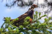 Der Brummer  Auch heute sind wir wieder begeistert von dem schönen Crowsnest HWY, an dem sich Weinberge mit herrlichen Landschaftspanoramen abwechseln. Wir durchfahren kleine Orte, in denen sich ein Obstmarkt an den nächsten reiht und schmunzeln über die allgegenwärtigen Plakate, mit denen sich die Einheimischen die Umwandlung ihrer Lebensgrundlage in einen geplanten Nationalpark verbitten. Wir sind am späten Vormittag im EC Manning Provincial Park, wollen aber noch nicht zu unserem Campground. Eine 15 km lange Bergfahrt auf den Blackwall Peak bietet sich an. Wir biegen vom Highway ab und sind schon auf den ersten Serpentinenkilometern von der Aussicht ins Tal so begeistert, dass wir bei der nächsten Gelegenheit an einer Kehre anhalten. Leise – aber durchdringend – ertönt etwas entfernt ein sehr tieffrequentes Brummen. Was ist das? Ich tippe scherzhaft auf einen Kakapo. Maren macht sich entlang der Straße auf die Suche und entdeckt 30 m weiter im dichten Tann ein Tannenhuhn, welches in seiner durch die Mauser zerrupften Kehle unablässig dunkle Balzrufe produziert.  So tönt die Tannhuhn-Hupe:&nbsp;&nbsp;   Spruce Grouse  (Falcipennis canadensis)   male Tannenhuhn : Spruce Grouse, Falcipennis canadensis, Tannenhuhn