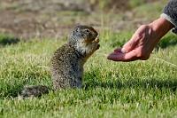 Der Connoisseur  Die Vorsicht wäre gar nicht vonnöten gewesen. Völlig unbeeindruckt von unserer Annäherung gehen die Hörnchen weiter ihren Geschäften nach, fressen weiter an dem kurzen Gras herum, wetzen in ihre Baue und kommen kurz darauf wieder heraus. Ein putziges Spiel! Die Menschen scheinen interessant zu sein und nach kurzer Zeit trauen sich die ersten Vorwitzigen an uns heran. Einer macht einen Meter vor mir Männchen – leider kann ich ihm nichts bieten. Maren pflückt ersatzweise ein paar Halme und hält sie auf der offenen Hand hin. Da wendet sich das enttäuschte Hörni von mir ab, rennt zu Maren und nimmt dort eine Verkostung vor. Am liebsten würden wir uns ein paar von denen einpacken... :-)   Columbian Ground Squirrel  (Urocitellus columbianus, Syn.: Spermophilus columbianus)  Columbia-Ziesel : Columbian Ground Squirrel,Spermophilus columbianus, Columbia-Ziesel