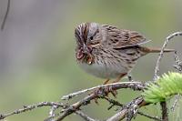 Der Ersatzspecht  Wir sind jetzt abseits der großen Reiseströme, die meist vom Trans Canada Highway kommend, über Calgary und Banff vom Süden nach Norden durch die Rocky Mountains führen. Das zeigt sich unmittelbar an der Belegung des auf einem flachen Uferstück des Kootenay Rivers angesiedelten Campgrounds – wir scheinen die einzigen Gäste zu sein! Außer uns keine Menschenseele und unser Platz als einziger reserviert. Verrückt!   Lincoln's Sparrow  (Melospiza lincolnii)  Lincoln-Ammer : Lincoln's Sparrow, Melospiza lincolnii, Lincoln-Ammer
