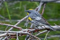 Der fehlte noch!  Nach der Hälfte des ca. 4 km langen Rundweges kreuzen wir auf einer weiteren kleinen Brücke den Abfluss des Sees, sichten ein paar Streifenhörnchen im Uferdickicht und mir gelingt der Schnappschuß eines 20 m entfernten Kronenwaldsängers, den ich beim Moose Lake bei Jasper nicht richtig erwischt hatte. Schon mal ein Highlight!   Yellow-rumped Warbler (Setophaga coronata)  Kronenwaldsänger : Yellow-rumped Warbler, Setophaga coronata, Kronenwaldsänger