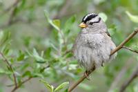 Der Sitzsack  Auch am Ralph River gibt es zwar Frischwasser, aber keine Dumpstation, so dass wir froh sind, den Abwassertank noch im "Elk Falls CG" geleert zu haben. Das Frischwasser ist also kein Problem, zumal der Tank für 4x Duschen locker ausreicht. Damit ist das zweimalige, herrlich warme Duschen in der Nasszelle an zwei aufeinanderfolgenden Tagen sichergestellt. Nur der "Grauwassertank" setzt uns Grenzen. Mehr als den Wasserverbrauch zweier Tage faßt er nicht, spätestens dann müssen wir wieder dumpen.   Das soll uns heute aber noch nicht stören. Die strahlende Morgensonne wärmt langsam den Fahrzeuginnenraum und nach dem Frühstück brechen wir auf.   White-Crowned Sparrow  (Zonotrichia leucophrys)  Dachsammer : White-Crowned Sparrow , Zonotrichia leucophrys, Dachsammer