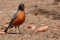Die Rotbauchunke  Angenehmer und etwas windgeschützter ist es in dem parkähnlich angelegten 'Recreation'-Bereich mit Sitzbänken, Imbisstischen und Liegewiese gleich hinter dem Strand. Die Sonne scheint immer noch schön warm und auf der Wiese tummelt sich eine größere Anzahl rotbauchiger Drosseln, die – wie wir im weiteren Verlauf der Reise feststellen – die am häufigsten anzutreffende Vogelspezies ist. So oft, dass wir nur noch despektierlich abwinken: "ach... ist nur eine 'Rotbauchunke'", wenn ich erwartungsvoll die Kamera zücke, um ein vermeintlich bisher unbekanntes Vögelchen abzulichten ;-).   American Robin  (Turdus migratorius)  Wanderdrossel : American Robin, Turdus migratorius, Wanderdrossel