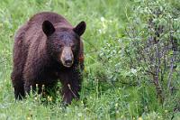 Eher braun als schwarz...  Nachts gewittert es kräftig und wir haben es nur dem automatisch schließenden Regensensor in der hochgestellten Deckenklappe zu verdanken, dass wir in unserem Camper nicht abgesoffen sind. Der Morgen ist grau als wir aufbrechen. Heute haben wir uns die Stichstraße zum Medicine und Maligne Lake vorgenommen. Nach all den Vorschußlorbeeren diverser Reiseführer sind wir zumindest vom Medicine Lake nicht gerade überwältigt. Dazu trägt sicher der graue Himmel bei, aber auch die völlig entnadelten Fichtenwälder auf den umliegenden Hängen. Hier hat der Borkenkäfer (NICHT der Klimawandel!) erbarmungslos zugeschlagen und die Baumgerippe grau und trostlos zurückgelassen.  Versöhnen tut uns die Entdeckung, dass die breiten Grünstreifen neben der Straße offensichtlich attraktiv für Bären sind, denn hier kommen wir zu unserer zweiten, ausgiebigen Sichtung eines ebenfalls extrem entspannten Tieres.   Black Bear  (Ursus americanus)  Amerikanischer Schwarzbär : Black Bear, Ursus americanus, Amerikanischer Schwarzbär