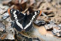 Ein Admiral gibt sich die Ehre  Der 4 km lange Rundweg verläßt das eigentliche Farmgelände, auf dem die Ray Familie eine nahezu autarke Existenz mit Viehzucht, Landwirtschaft, Weideland und Obstgarten gelebt hat und führt weiter in den umliegenden Wald, vorbei an einer fast vulkanisch anmutenden Mineralquelle, von deren Frischwasser die Farm ebenfalls profitierte. Großtiere bekommen wir zwar nicht zu sehen – die werden wohl vornehmlich in der Dämmerung aktiv – dafür flattern Schmetterlinge und überall zwitschern Vögel.   Lorquin's Admiral  (Limenitis lorquini ilgae) : Lorquin's Admiral, Limenitis lorquini ilgae