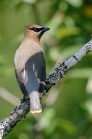 Elegant  Der Campground öffnet sich zu einem weitläufigen Uferbereich, vom Wasserflugplatz der Stadt Sechelt starten und landen Wasserflugzeuge im Umschichtbetrieb und durch die Büsche des grasbewachsenen Strandes toben bunte Seidenschwänze.   Cedar Waxwing  (Bombycilla cedrorum)  Zedernseidenschwanz : Cedar Waxwing, Bombycilla cedrorum, Zedernseidenschwanz