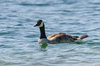 Fast schon peinlich  Wir haben im Laufe der Reise unserem foto- und videografischen Jagdtrieb gefrönt und sind nachträglich immer noch erstaunt, wieviel 'Wildlife' wir im Laufe von nur 4 Wochen haben entdecken dürfen. Etwas vernachlässigt haben wir dabei die offensichtlich immer und überall anzutreffenden Spezies: "...die kriegen wir auch später noch zu fassen!".  Bis man dann zu Hause zähneknirschend feststellt, einige Arten zu lange ignoriert zu haben. Dazu gehört die allgegenwärtige Kanadagans (die sich ja mittlerweile auch bei uns eingebürgert hat), bei der einem als Doku dann bloß noch dieser qualitativ minderwertige Ausschnitt eines weit entfernten, einzelnen Schwarmtieres bleibt... :-/   Canada Goose   (Branta canadensis)  Kanadagans : Canada Goose, Branta canadensis, Kanadagans