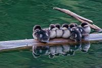 Federbällchen  Den Grund für ihr Wohlverhalten entdeckt Maren einen Moment später. Nur zwei, drei Meter entfernt im Uferschilf hockt ihr siebenköpfiger Nachwuchs wärmesuchend dicht aneinandergedrängt auf einem Holzbalken, sichtbar erschöpft mit teilweise geschlossenen Äuglein nach einem langen Tag aufregender Erfahrungen. Während ich noch versuche, mit immer längeren Belichtungszeiten Verwertbares auf den Sensor zu bannen, nähert sich ein Ehepaar, interessiert meine Experimente mit der langen Optik beäugend.   Common Goldeneye  (Bucephala clangula)  juvenile Schellente : Common Goldeneye, Bucephala clangula, Schellente