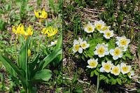 Flächendeckend  Wir entscheiden uns, einfach noch mal auf der Parkstraße zurück zu fahren. Vielleicht ist bei den Moul Falls inzwischen weniger Andrang – wenn nicht, besuchen wir eben die "Trophy Mountain Flower Meadows", subalpine Blumenwiesen, deren wechselnde Schönheit wegen jahreszeitlich unterschiedlicher Blütenpflanzen überall angepriesen wird. Wie zu erwarten war, ist der Parkplatz bei den Falls immer noch gerammelt voll. Wir fahren also noch ein Stückchen weiter, bis zum Abzweig einer Gravel Road, bei der uns ein Schild 16 km bis zum Ziel ankündigt. 16 km auf dieser Straße? Mit dem Camper? Wir schlucken, beschließen aber, es zu versuchen. Nicht zu schnell und immer darauf vorbereitet, allzu großen Schlaglöchern und Kieseln auszuweichen, kommen wir dann doch gut voran, bis wir den Zielparkplatz erreichen.   links: Yellow Glacier Lily  (Erythronium grandiflorum ssp. grandiflorum)  Großblütiger Hundszahn  rechts: Alpine anemone  (Anemone drummondii var. drummondii) : Yellow Glacier Lily, Erythronium grandiflorum,  Großblütiger Hundszahn