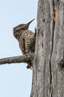 Fleckspecht  Wir waren auf den Geschmack gekommen. Die meisten Plätze machen es einem leicht, online zu buchen. Die Staatlichen über 'BCParks' besonders bequem, die über 'AlbertaParks' etwas umständlicher. Dank Google erkundet man die Campgrounds und die besonders attraktiv erscheinenden Stellplätze lassen sich bei ausreichender Vorlaufzeit noch sicher reservieren. Bei den Privaten ist es ähnlich, allerdings behalten diese sich die Zuweisung eines spezifischen Stellplatzes bis zur Ankunft vor.  Das Foto ist 'nur' Doku. Besser war er nicht zu kriegen... :-/  Northern Flicker  (Colaptes auratus cafer)  Gold- od. Kupferspecht : Northern Flicker, Colaptes auratus cafer, Goldspecht, Kupferspecht