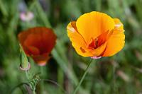 Frühlingsgruß  Das Ende des Strandes beschließt eine bewaldete Landzunge, wo wir einen Moment verweilen, einem Kanadareiher beim Fischfang zusehen und – bereits am ersten Abend (!) – einen hoch im Baum sitzenden Weißkopfseeadler entdecken. Es nützt aber nichts, wir müssen zum Auto zurück, denn wir wollen noch bei Tageslicht den Inhalt unserer Koffer in den Stauräumen unterbringen und auch die Lebensmittel müssen sinnvoll auf Klappschränke und Kühlschrank verteilt werden.  Bewußt haben wir uns für einen privaten Campingplatz als ersten Übernachtungsort entschieden, denn nur diese sind in der Regel mit individueller Wasser- und Stromversorgung ausgestattet. Wir können uns also in Ruhe der Auffüllung des bordeigenen Wassertanks widmen und in die deutschsprachige Broschüre zur Bordtechnik vertiefen, denn die über Touchdisplays gesteuerten Funktionen und angezeigten Infos wollen erst einmal verstanden werden.   California Poppy   (Eschscholzia californica)   Kalifornischer Mohn : California Poppy, Eschscholzia californica, Kalifornischer Mohn