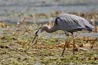 Futter satt  Ein Einheimischer, der auf der Slipanlage sein Boot zu Wasser bringt, versichert uns, eine 'solche Ebbe' hier im Hafen noch nicht erlebt zu haben. Die Reiher offensichtlich auch nicht, denn zahlreich staksen sie durch das flache Wasserpflanzengemüse und kommen mit dem Verzehr mühelos gefangener Fische kaum hinterher.  Für uns wird es nun aber Zeit, zum Shop des  "Ocean Ecoventures Whale Watching"  aufzubrechen und so verlassen wir die friedliche Szenerie.  Great Blue Heron  (Ardea herodias fannini)  Kanadareiher : Great Blue Heron, Ardea herodias fannini, Kanadareiher