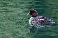 Goldauge  Noch ein kleines Stückchen weiter geraten wir nun endgültig in den Schatten der Bäume, denn die Sonne steht tief. Draußen auf dem See dümpelt ein Loonie, für das lichtschwache Tele definitiv zu weit weg. Kooperativer zeigt sich da schon eine Schellente, die nahe genug am Ufer ist, um auch mit kürzerer Brennweite noch eingefangen werden zu können. Außerdem verhält sie sich mucksmäuschenstill – ganz anders als ihre nahe Verwandte, die giftige Spatelente, die vor ein paar Tagen am Maligne Lake Jagd auf ein anderes Entenpärchen gemacht hatte.   Common Goldeneye  (Bucephala clangula)  female Schellente : Common Goldeneye, Bucephala clangula, Schellente