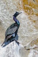 Grün/Violett  Mit Rücksicht auf uns Fotografen, die Anstalten machen, auch die in den Felsen brütenden Kormorane auf den Sensor zu bannen, drosselt unsere Kapitänin das Tempo, so dass selbst aus dem wackeligen Boot heraus die Chance auf eine scharfe Aufnahme besteht. Erst zu Hause, nach der Entwicklung wird deutlich, dass die in den nordpazifischen Küstenregionen lebenden Vögel nicht nur langweilig schwarz sind, sondern ihr Gefieder das Sonnenlicht in eleganten Violett- und Grüntönen reflektiert.   Pelagic Cormorant  (Phalacrocorax pelagicus resplendens)  Meerscharbe : Pelagic Cormorant , Phalacrocorax pelagicus resplendens, Meerscharbe