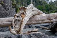 Haben hier Nashörner gelebt?  Eigentlich hatten wir uns den einzigen Tag im Pacific Rim NP etwas anders vorgestellt, aber der lange andauernde Regen hat uns auf Stippvisiten nur weniger Küstenabschnitte beschränkt und auch der ursprünglich ins Auge gefaßte Rundflug mit einem Wasserflugzeug aus dem Hafen von Tofino fiel den tiefhängenden Wolken zum Opfer.
