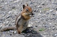 Hörni Star  Bei diesem Hörnchen dürfte es sich um den meistfotografierten Nager Kanadas handeln ;-). Wir waren kaum am Lookout ausgestiegen, als es sich auch schon – aus einem Loch in der Begrenzungsmauer kommend – zielstrebig an uns heranschlich. Ehe wir uns versahen, schlüpfte es zwischen unseren Beinen hindurch und baute sich direkt in Bettlerpose vor uns auf. Wer kann da schon widerstehen...? Erst zu Hause ergab die nachträgliche Reiserecherche, dass ungefähr die Hälfte aller Fotos vom Cascade Lookout eben dieses Hörnchen zeigen – scheint sich um einen Medienprofi zu handeln.  Nur im engeren Umkreis der hiesigen Bergwelt findet man diese Unterart des Goldmantelziesels. Und zwar besonders gern am Cascade Lookout – in die Betrachtung der Cascade Mountains und der Touristen versunken. Daher der Name!  Cascade Mantled Ground Squirrel  (Spermophilus saturatus)  Kaskaden-Goldmantelziesel : Cascade Mantled Ground Squirre, Spermophilus saturatus, Kaskaden-Goldmantelziesel