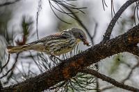 Im Brutstress  Die "Jackman Flats" sind eine in British Columbia einzigartige Landschaft, die am Ende der letzten Eiszeit vor 10-11000 Jahren entstand, als langandauernde Winde große Mengen Sand aus dem Hauptgraben des Fraser River und der Region des Kinbasket Lake heranschafften und hier ablagerten. Die Dünenlandschaft bildet ein empfindliches und hochspezialisiertes Ökosystem, welches sich durch eine spezifische Tierwelt und nur hier wachsende Pflanzen und Flechten auszeichnet.   Audubon's Warbler  (Setophaga auduboni)  Audubonwaldsänger : Audubon's Warbler, Setophaga auduboni, Audubonwaldsänger