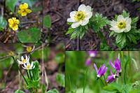 Kältefest  Als wir auf 1200 m den Parkplatz an der Talstation der Skilifte erreichen, regnet es wieder leicht und es ist alles andere als einladendes Wetter. Die "Paradise Meadows", ein von Seen durchzogenes, sumpfiges Hochmoor werden auf guten, rollstuhlgeeigneten – pardon, barrierefreien! – Wegen zugänglich gemacht, spätestens dann aber, wenn der Weg über zwei, drei Stufen in einen Bohlenpfad übergeht, ist's mit der Barrierefreiheit vorbei.   oben links: Round-leaved Violet  (Viola orbiculata)  | oben rechts: Globeflower  (Trollius albiflorus)  Trollblume  unten links: White Mountain Marsh-marigold  (Caltha leptosepala var. leptosepala)  Mariegold | unten rechts: Jeffrey's Shooting Star  (Dodecatheon jeffreyi)  Jeffreys Götterblume, Sternschnuppenblume :  White Mountain Marsh-marigold, Caltha leptosepala,  Mariegold