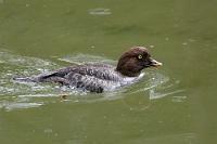 Kampftaucher  Augenblicke später werden wir faszinierte Zeugen einer dramatischen Vendetta im Tierreich. Eine Spatelente ist plötzlich von irgendwoher eingeflogen und läßt sich ebenfalls auf dem flachen Wasser des Moose Lake nieder – ganz in der Nähe des friedlich schwimmenden Veilchenentenpaares. Plötzlich schießt das erheblich kleinere Spatelentenweibchen auf die beiden anderen zu und beißt dem überraschten Erpel heftig in den Bürzel. In den folgenden Minuten sehen wir staunend zu, wie die geradezu giftig angreifende kleine Ente immer wieder versucht, das genervte Paar aus dem Revier zu vertreiben. Dazu nimmt sie – ohnehin tief im Wasser liegend – rasant Anlauf, taucht dann für ein paar Meter ab – was wir wegen des flachen Wassers prima verfolgen können – und greift die Veilchenenten beim Auftauchen von unten an.  Maren gelingen ein paar prima Videoaufnahmen von der Jagd, die mindestens zehn Minuten andauert, bis das Paar erschöpft nachgibt und um die Inselbiegung herum aus unserem Sichtfeld verschwindet. Wir rätseln heute noch, was den kleinen Kampfschwimmer zu so einem aggressiven Verhalten provoziert hat...   Barrow's Goldeneye  (Bucephala islandica)  female Spatelente : Barrow's Goldeneye, Bucephala islandica, Spatelente